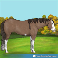 Horse Color:Liver Red Dun Splash