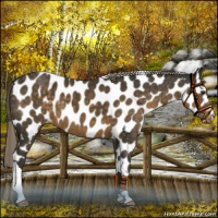 Horse Color:Chocolate Palomino Appaloosa 