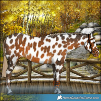 Horse Color:Chocolate Palomino Near Leopard 