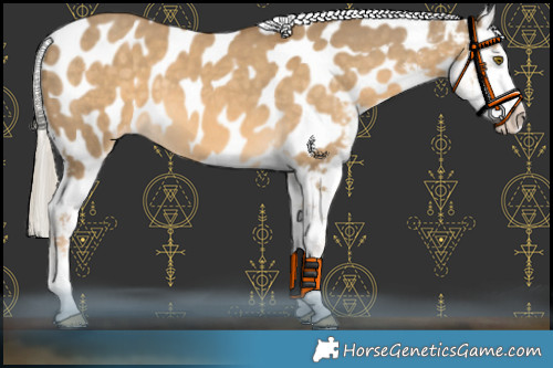 Horse Color:Chocolate Palomino Dun Mushroom Sabino Appaloosa 