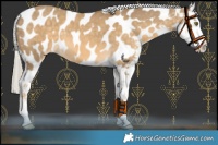 Horse Color:Chocolate Palomino Dun Mushroom Sabino Blanket 