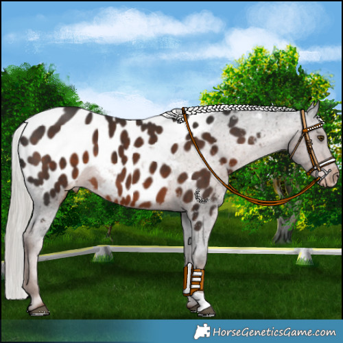 Horse Color:Liver Chestnut Mushroom Appaloosa 