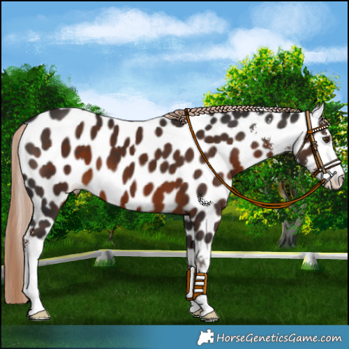 Horse Color:Liver Chestnut Sabino Appaloosa 