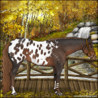 Horse Color:Liver Chestnut Sabino Blanket Rabicano 
