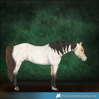 Horse Color:Buckskin Roan Dun Splash