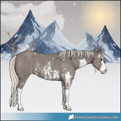 Horse Color:Silver Black Sabino Splash 