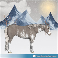 Horse Color:Silver Black Sabino Splash 