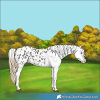 Horse Color:Smoky Grullo Splash Appaloosa