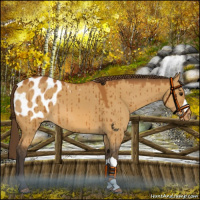 Horse Color:Buckskin Dun Blanket Brindle 