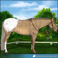 Horse Color:Chocolate Palomino Dun Snowcap Brindle 