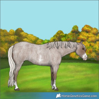 Horse Color:Silver Blue Roan Sabino 