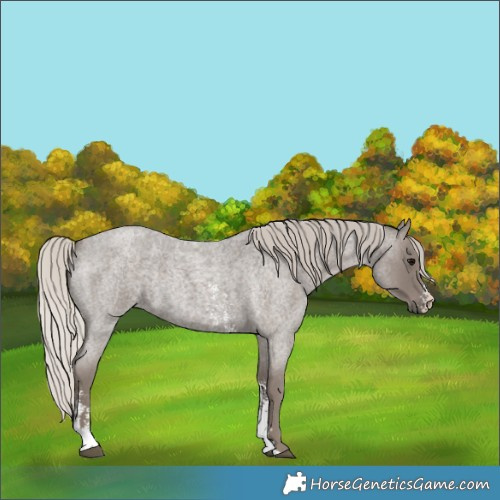 Horse Color:Silver Blue Roan Sabino