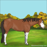 Horse Color:Bay Splash Frame 