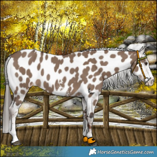 Horse Color:Liver Red Dun Sabino Appaloosa 