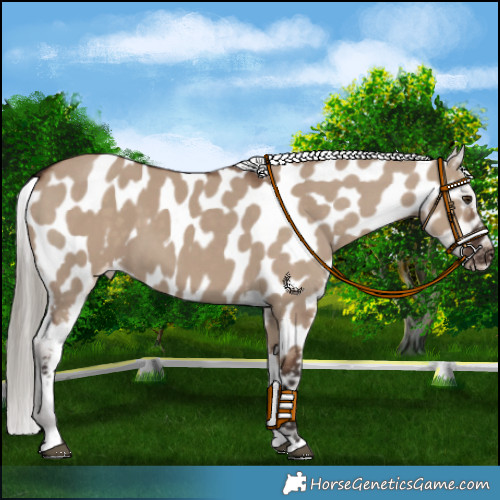 Horse Color:Liver Red Dun Appaloosa 
