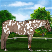 Horse Color:Liver Red Dun Appaloosa 