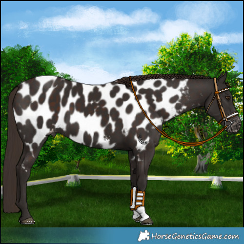 Horse Color:Liver Chestnut Sabino Appaloosa 