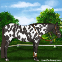 Horse Color:Liver Chestnut Sabino Appaloosa 