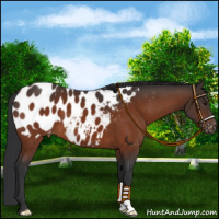 Horse Color:Brown Appaloosa 