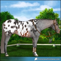 Horse Color:Brown Near Leopard 