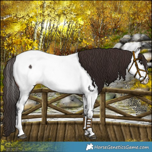Horse Color:Brown Sabino Appaloosa 