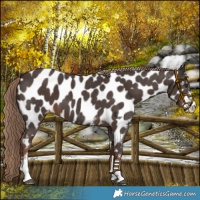 Horse Color:Liver Chestnut Sabino Near Leopard 
