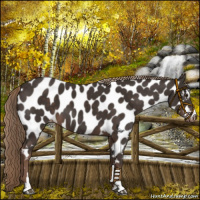 Horse Color:Liver Chestnut Sabino Appaloosa 