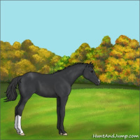 Horse Color:Black 