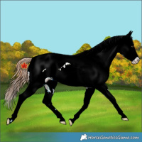 Horse Color:Chestnut Near Leopard Rabicano 