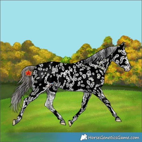 Horse Color:Black Appaloosa Rabicano 