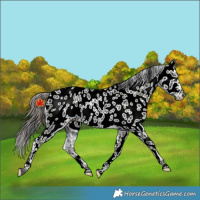 Horse Color:Black Near Leopard Rabicano 