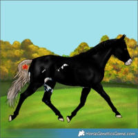 Horse Color:Chestnut Near Leopard Rabicano 