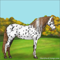 Horse Color:Gray Liver Chestnut Appaloosa 