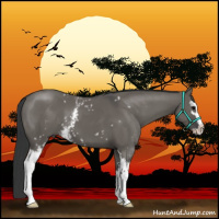 Horse Color:White Spotted Grullo Sabino 