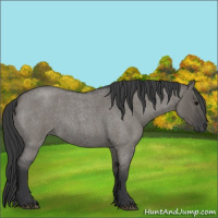 Horse Color:Unknown 