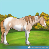 Horse Color:Red Roan Pearl Tobiano Frame