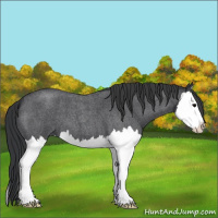 Horse Color:Blue Roan Splash 