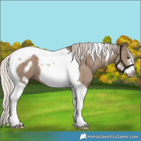 Horse Color:Silver Grullo Tobiano Frame
