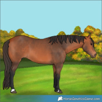 Horse Color:Bay 