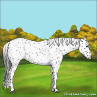 Horse Color:Blue Roan Appaloosa 