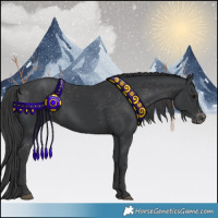 Horse Color:Black Appaloosa 