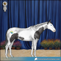 Horse Color:Smoky Black Splash Tobiano Rabicano