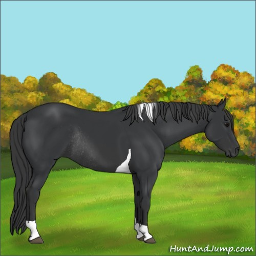 Horse Color:Black Tobiano Rabicano