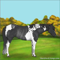 Horse Color:Black Tobiano Rabicano 