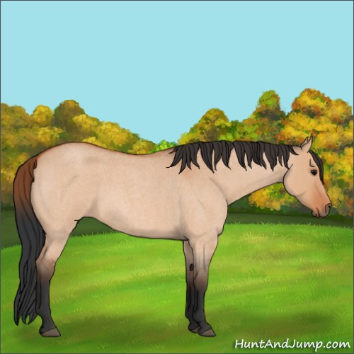 Horse Color:Bay Roan Dun 