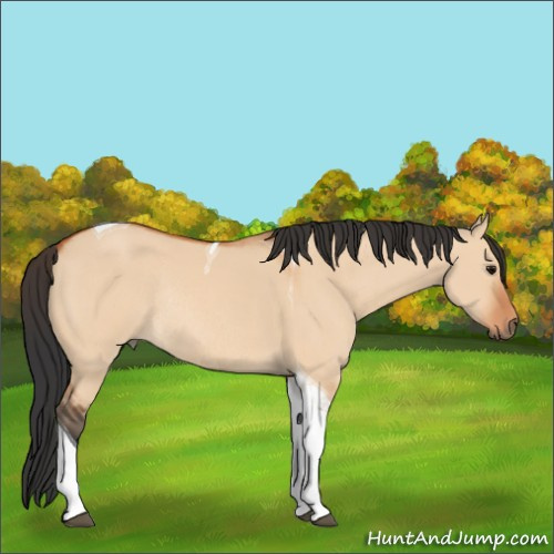 Horse Color:Bay Dun Tobiano Rabicano