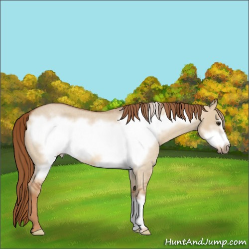 Horse Color:Red Dun Roan Frame
