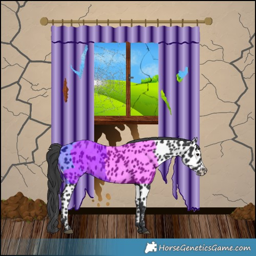 Horse Color:Black Appaloosa 