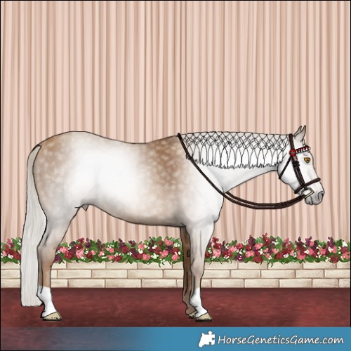 Horse Color:Gray Silver Classic Champagne