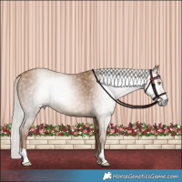 Horse Color:Gray Silver Classic Champagne 